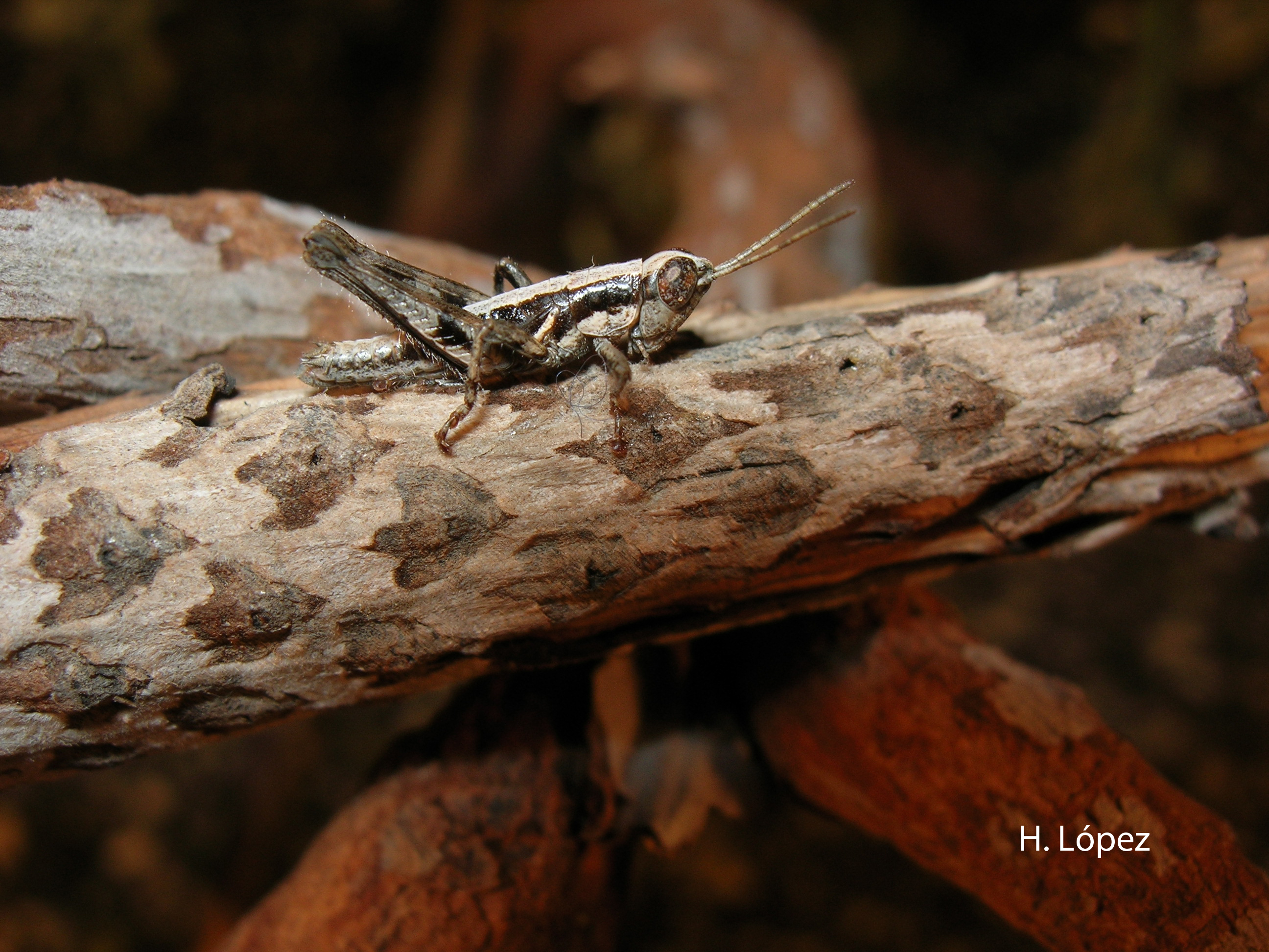 Arminda hierroensis Enderlein, 1930: male (Canary Islands). (Otu).