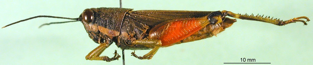 CollectionObject 1501204; b8896c25-629a-4298-87dd-9029ab2d9ed4: female, lateral view (holotype). (CollectionObject).