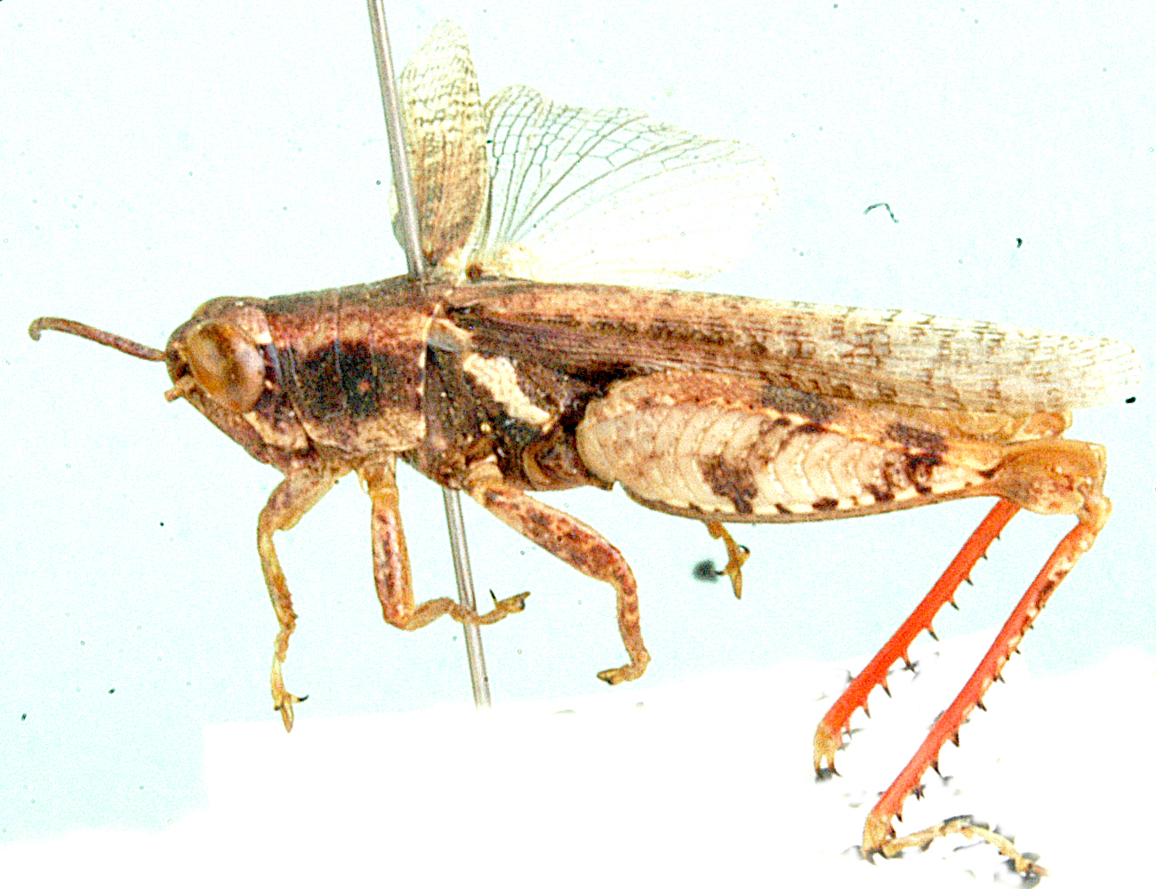 Cryptocatantops crassifemoralis Johnsen, 1991: lateral view. (Otu).