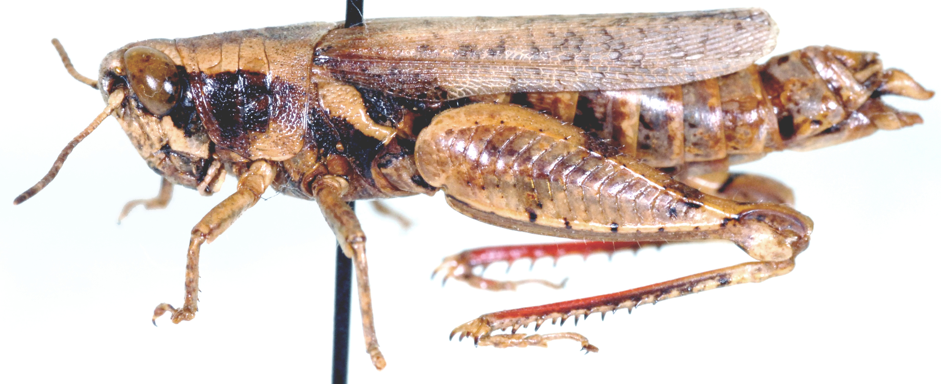 Cryptocatantops debilis (Krauss, 1901): as Catantops debilis. female, lateral view. (Otu).