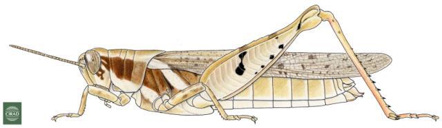 Cryptocatantops haemorrhoidalis (Krauss, 1877): Page 151, Figure 5. female habitus. (Otu).