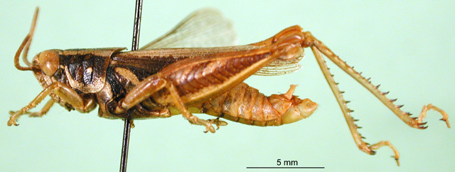 CollectionObject 1501215; 9adb3be2-be20-422e-8d80-58734ee61280, DORSA BA000208S01: male, lateral view (holotype). (CollectionObject).