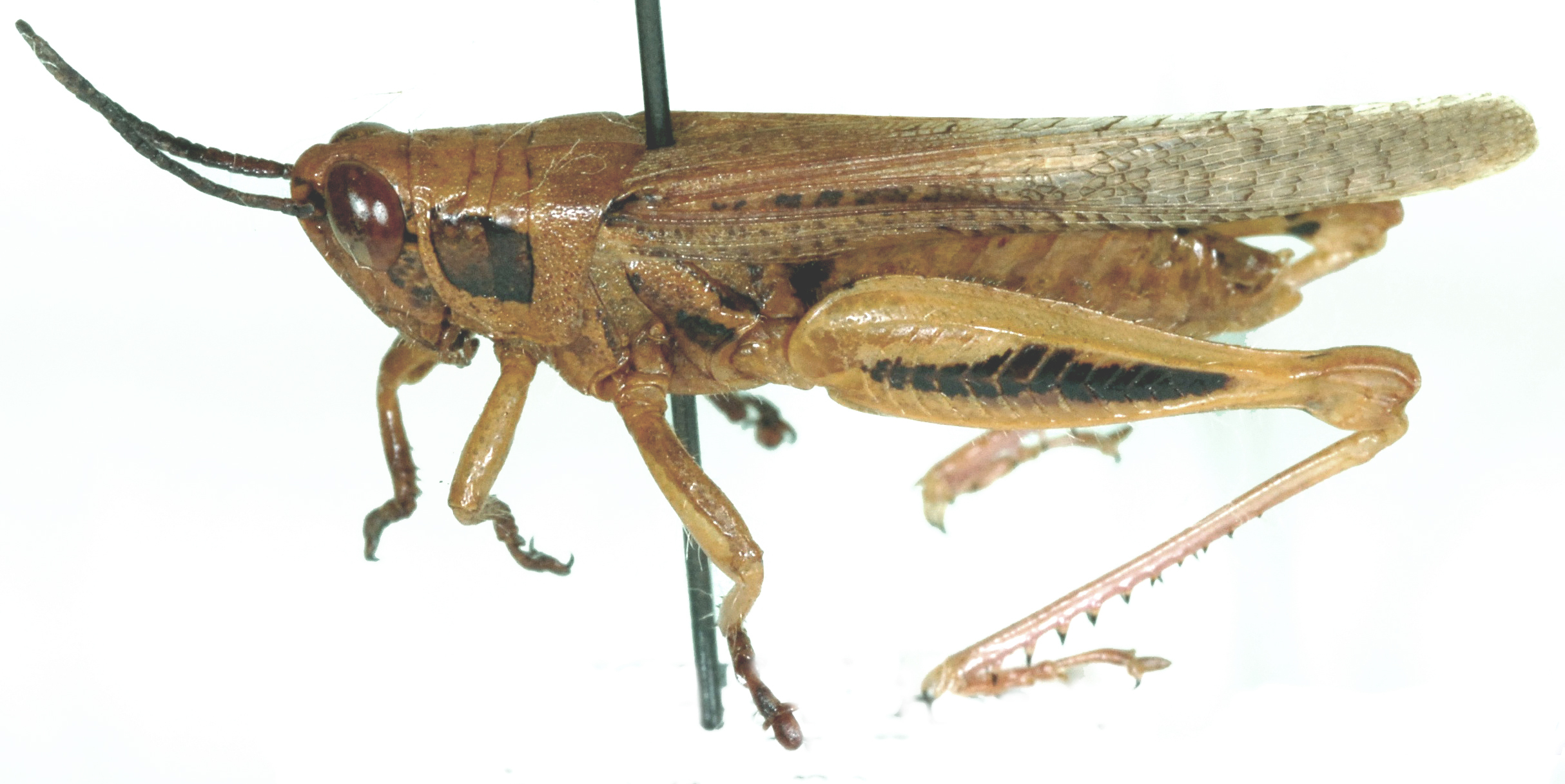 Epacrocatantops curvicercus (Miller, 1929): male, lateral view. (Otu).