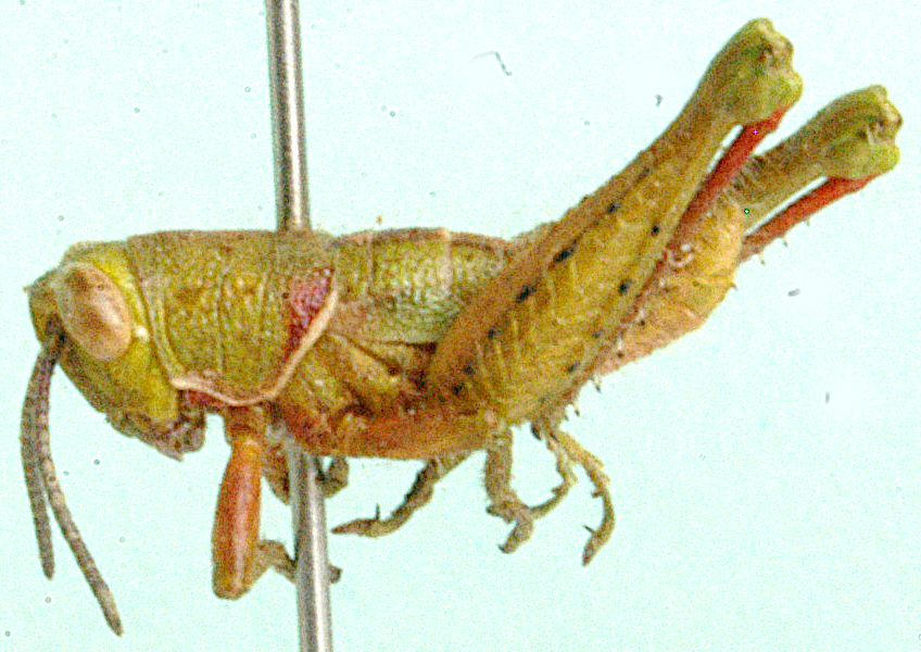 Frontifissia elegans Key, 1937: male, lateral view. (Otu).