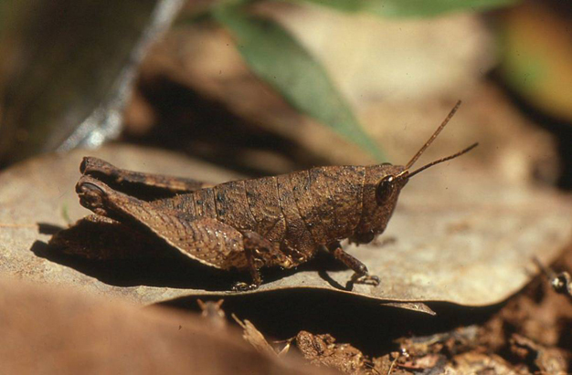 Rowellacris transiens (Ramme, 1929): (Otu).