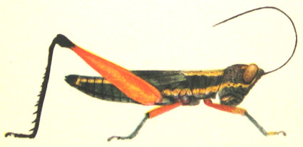 Lucretilis bolivari Miller, 1934: Pl. XIII, Fig. 3. female (total length 30 mm, from Miller 1934). (Otu).