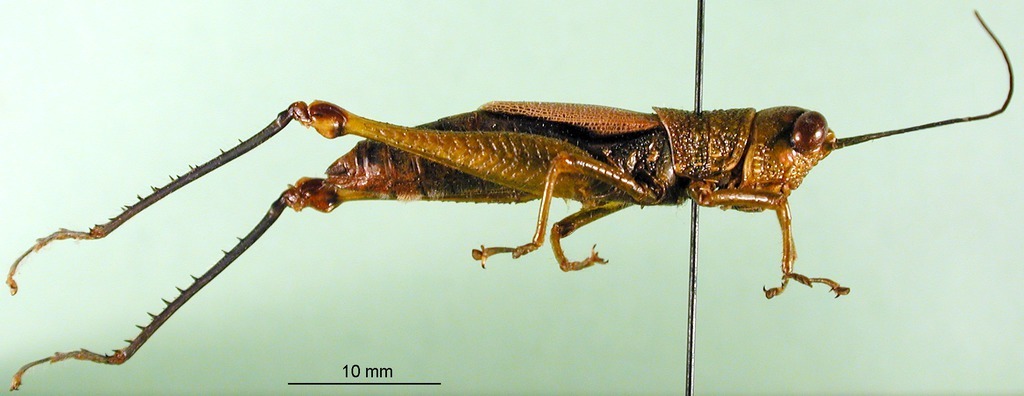 CollectionObject 1501241; d00065dd-8893-40c4-b51f-bd539828fea0, DORSA BA000042S01: female, lateral view (holotype). (CollectionObject).