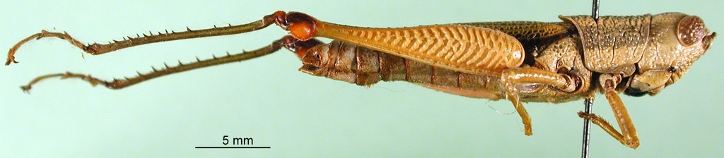 CollectionObject 1589515; 1e19c0d5-19f1-4029-a9df-128aa5519bac: female, lateral view. (CollectionObject).