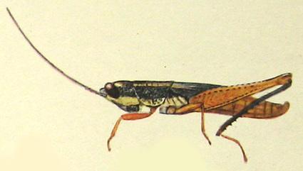 Lucretilis uvarovi Miller, 1935: Pl. XIV, Fig. 5. probably male (total length 23 mm). (Otu).