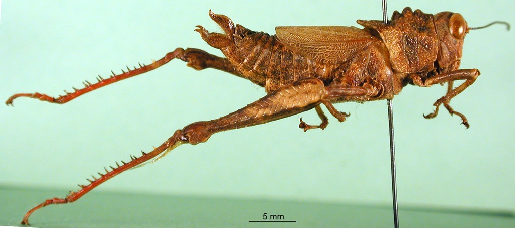 CollectionObject 1501242; 50e9de5e-45f2-47ee-bebe-fe070cd25e32, DORSA BA000141S01: female, lateral view (holotype). (CollectionObject).
