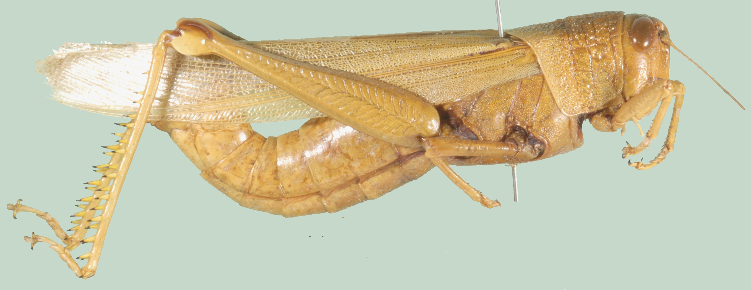 Melicodes tenebrosus tenebrosus (Walker, 1870): lateral view (Acridium cognatum). (Otu).