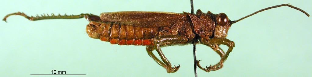 CollectionObject 1501247; f11396f1-251a-4c41-ac3d-de495e588bdf, DORSA BA000144S01: male, lateral view (holotype). (CollectionObject).