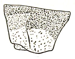 Mesambria maculipes Stål, 1878: Fig. 49 m. male pronotum, lateral view (length 4.3 mm). (Otu).