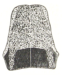 Mesambria rectangularis Ramme, 1941: Fig. 42. female pronotum, dorsal view (length 6.6 mm). (Otu).