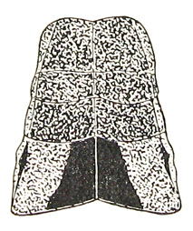 Mesambria trapezina Ramme, 1941: Fig. 42. female pronotum, dorsal view (length 6.7 mm). (Otu).