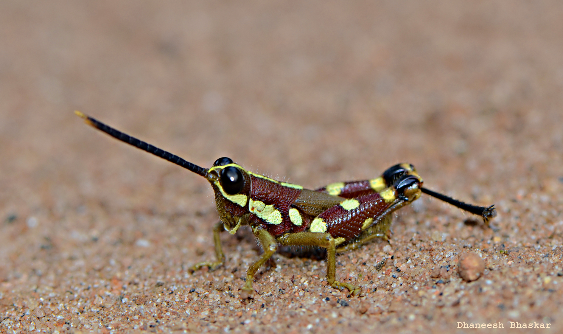 Mopla guttata Henry, 1940: male, lateral view (in field). (Otu).
