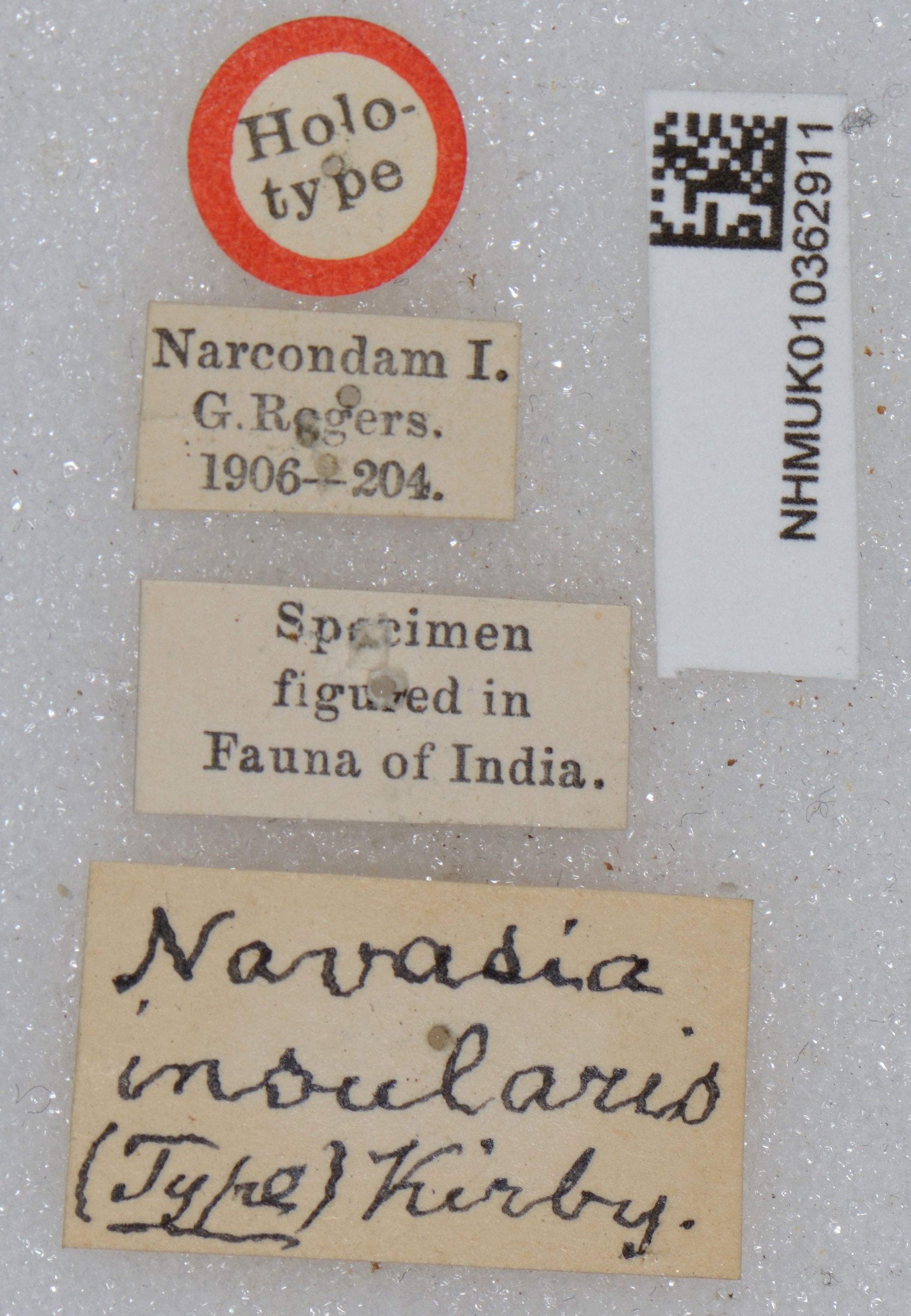 CollectionObject 1518907; a05e2c39-5f56-4715-ab27-69f531618223: labels (holotype). (CollectionObject).