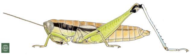 Pododula ancisa Karsch, 1896: Fig. 2. female habitus. (Otu).