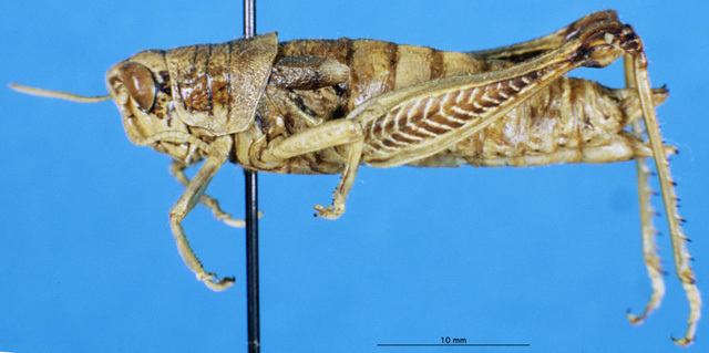 CollectionObject 1502807; 50f24b2a-da4d-4c16-8b69-da08139de37e, DORSA EAptesteP01: female, lateral view (paratype). (CollectionObject).