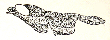 Racilia abbreviata Ramme, 1941: Fig. 40. male head, pronotum and tegmen, lateral view. (Otu).
