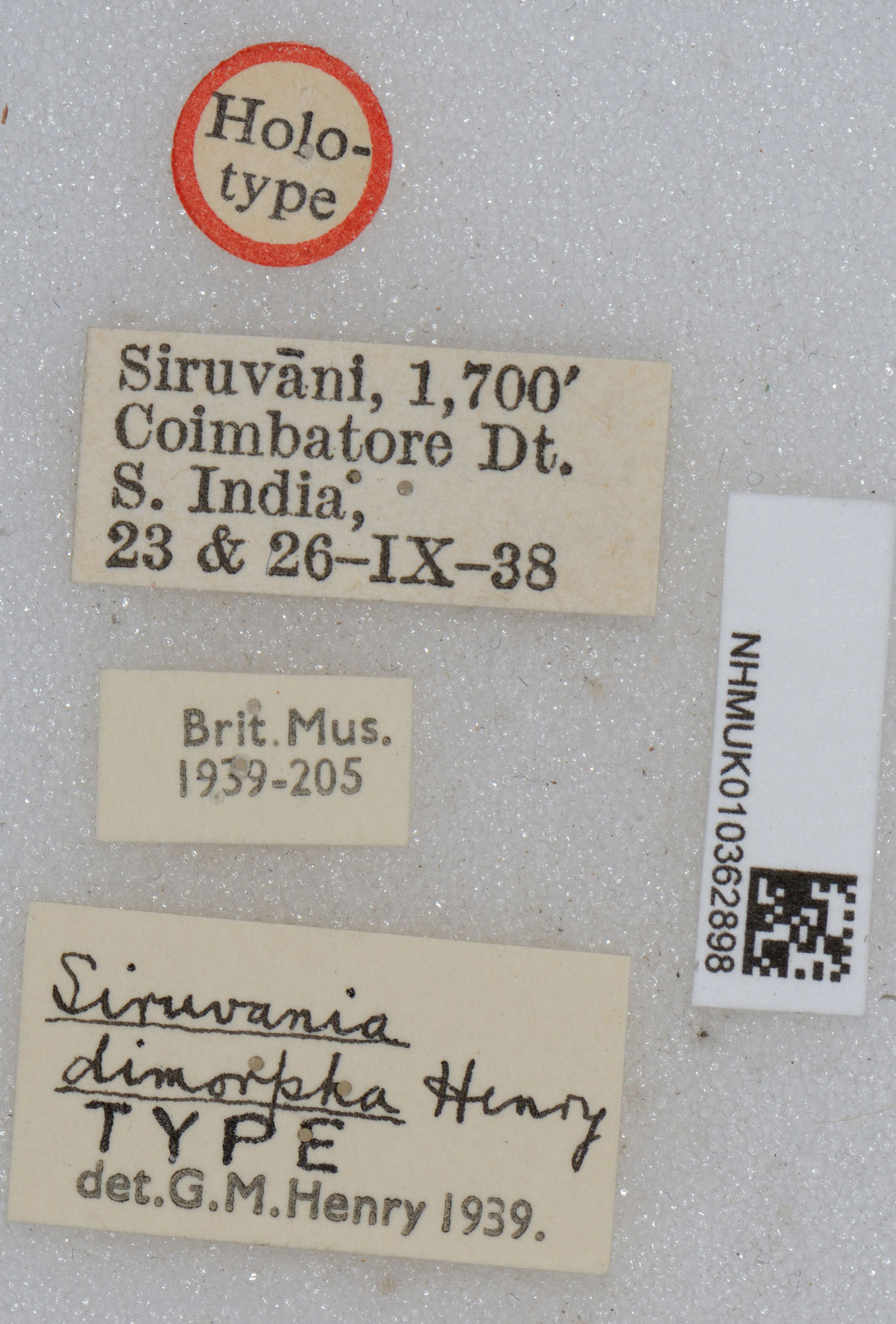 CollectionObject 1518954; a0baee84-2fab-4c03-ab1f-2073b332c3be: labels (holotype). (CollectionObject).