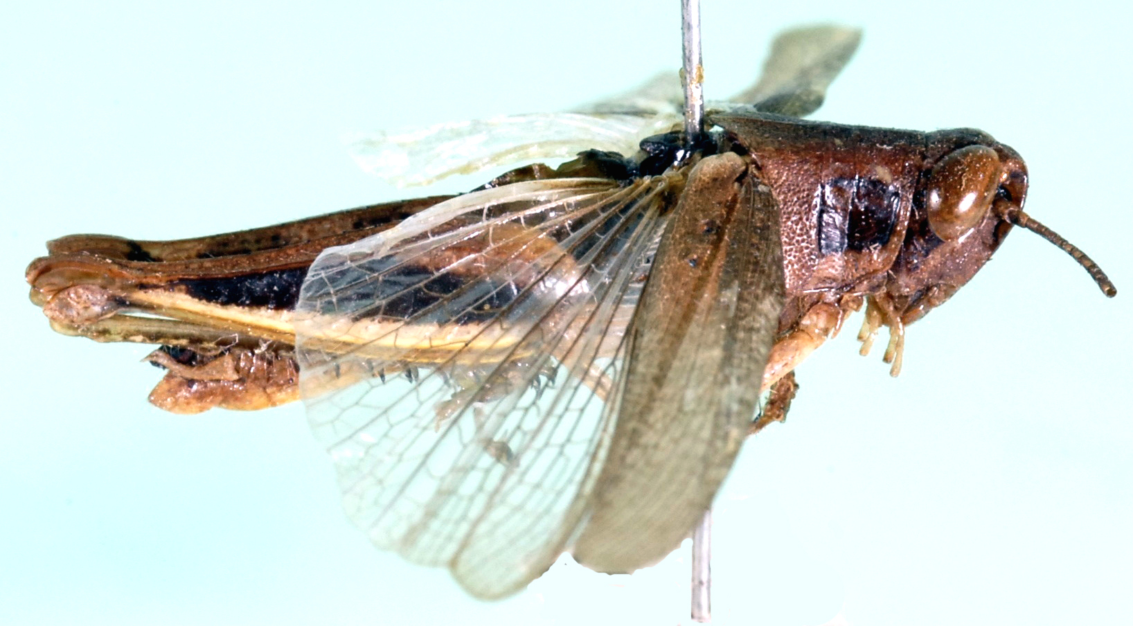 Vitticatantops humeralis (Thunberg, 1815): female, lateral view (Acridium capicola). (Otu).