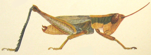 Willemsella bicolor Miller, 1934: Pl. XIII, Fig. 9. female (total length 28 mm). (Otu).