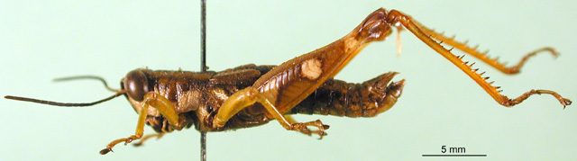 CollectionObject 1501272; efb77044-243d-4f75-bc6b-235bdc5a4c62, DORSA BA000178S01: male, lateral view (holotype). (CollectionObject).