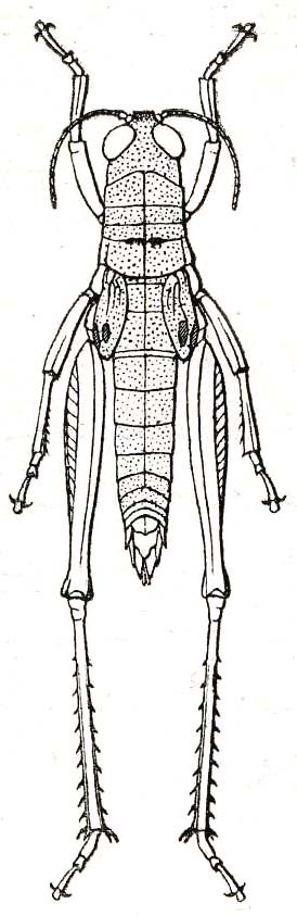 Paraserpusia succursor (Karsch, 1896): Fig. 31. female, dorsal view (body length 36 mm, pronotum 8.5 mm). (Otu).