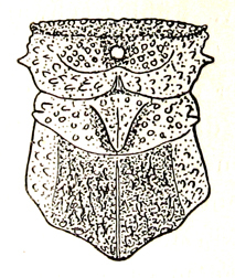 Sulawesiana cornuta (Ramme, 1941): Fig. 45. female pronotum (7.4 mm). (Otu).