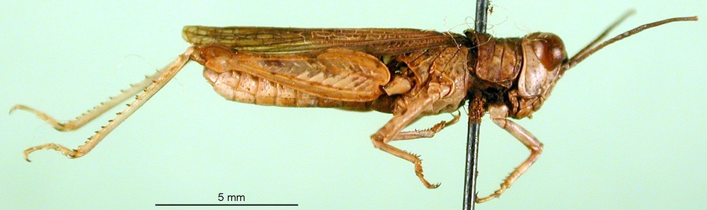 CollectionObject 1584728; b825f1c8-7123-43a7-9fa6-6f0c488a964e: male, lateral view (paratype). (CollectionObject).