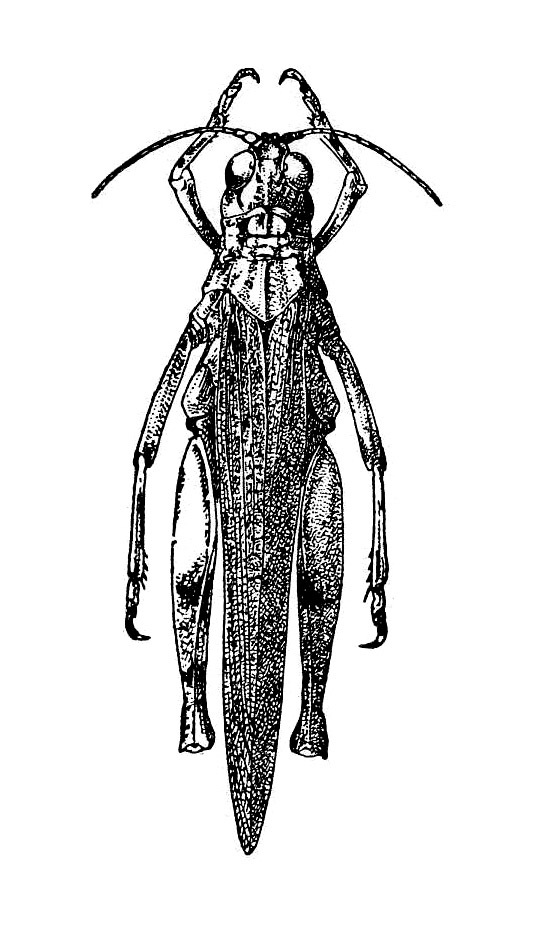 Egnatiella cabrerai cabrerai Bolívar, 1914: Fig. 505. female, dorsal view. (Otu).