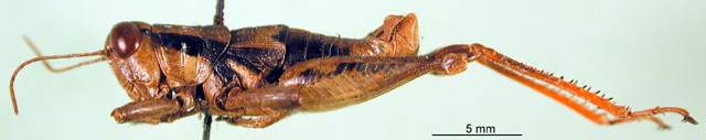 CollectionObject 1567331; 17f8f480-2c3d-498e-b2fd-8bf235724457: male, lateral view (paratype). (CollectionObject).