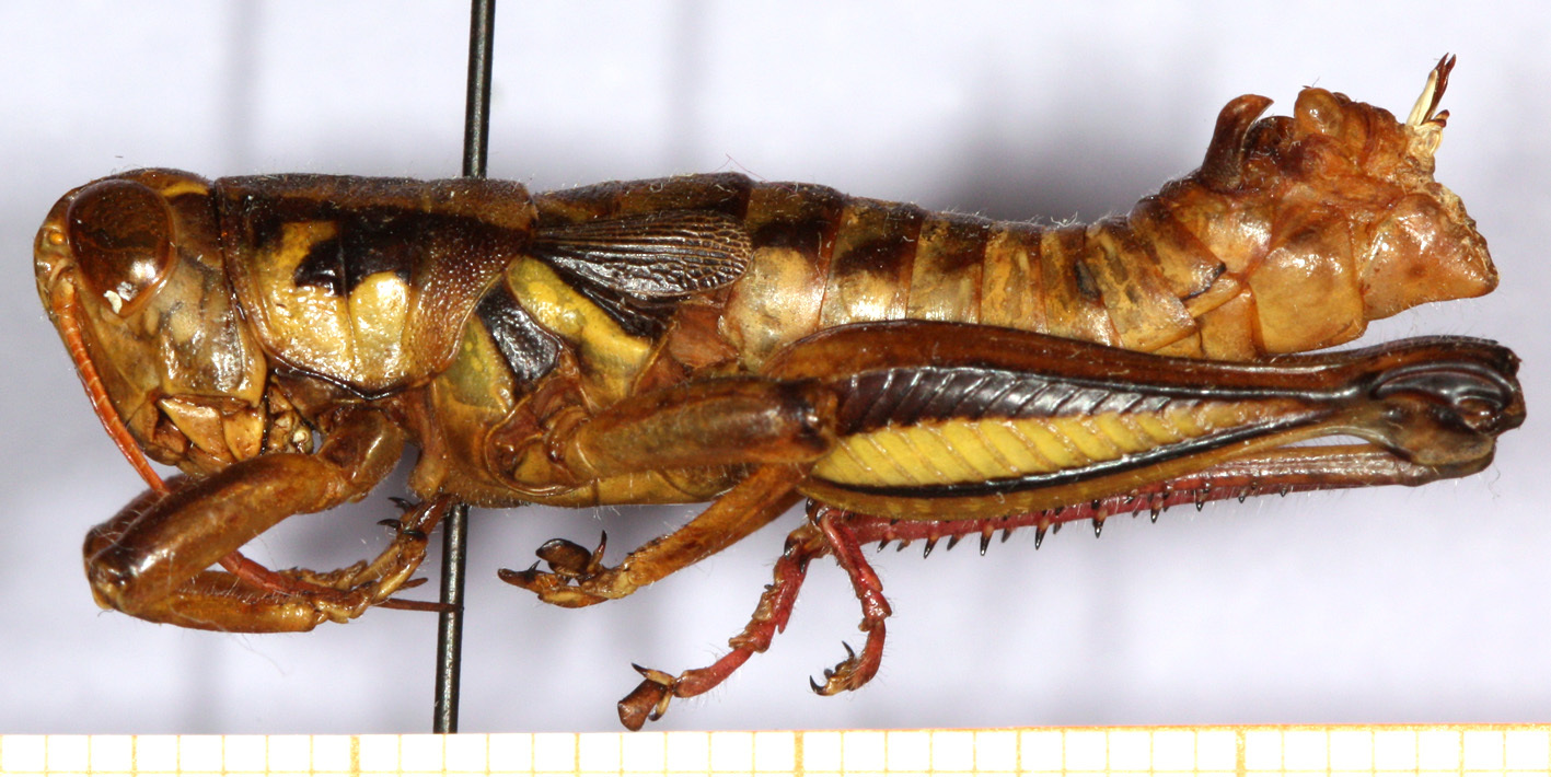 CollectionObject 1499451; 44c45e79-e6e6-40d5-a795-7a566f61b6de: male, lateral view (holotype). (CollectionObject).
