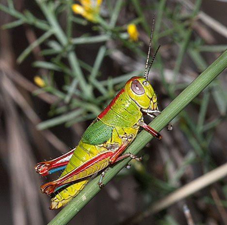 Aztecacris gloriosa (Hebard, 1935): female (Warsaw Canyon, Santa Cruz County, Arizona, 2 October 2011). (Otu).