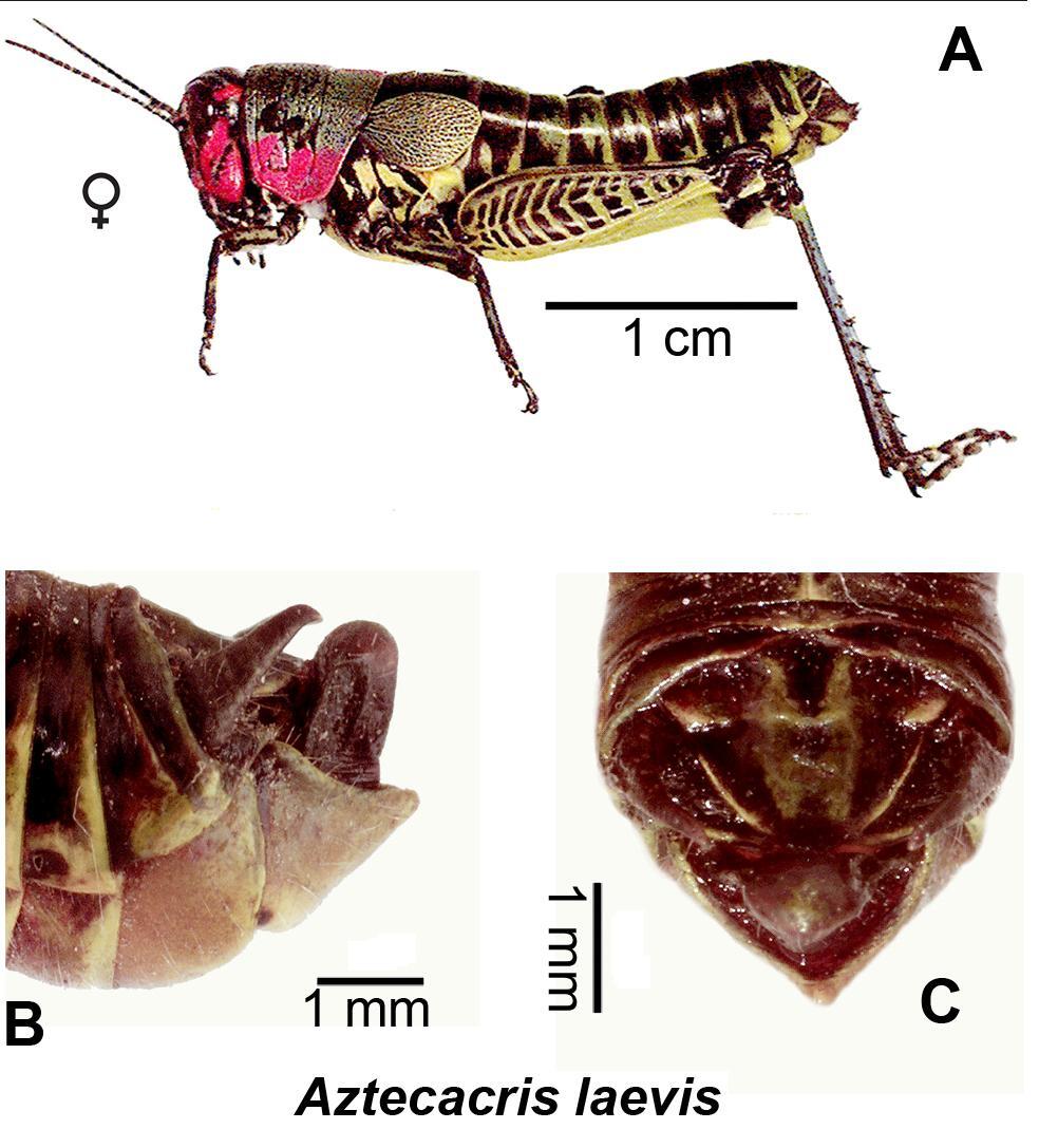 Aztecacris laevis (Rehn, 1900): (Otu).