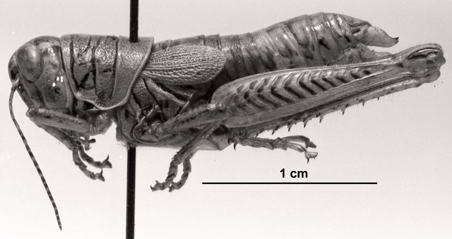 CollectionObject 1523988; 9f9cf9cc-05f4-4f94-90f0-f620e63a4fcb: Image C.S. Carbonell. female, lateral view (holotype). (CollectionObject).
