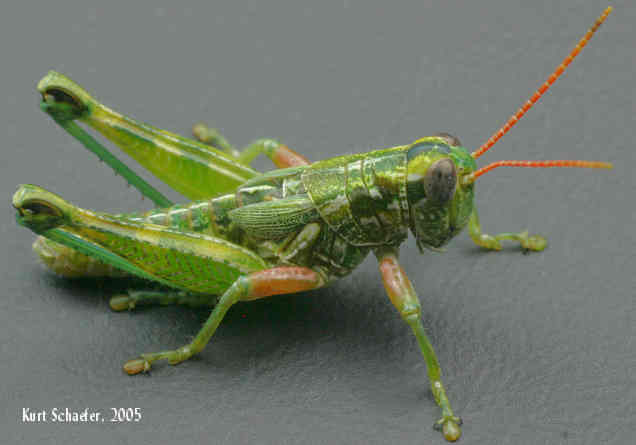 Campylacantha olivacea olivacea (Scudder, 1875): habitus. (Otu).