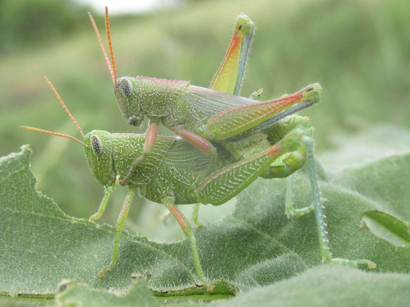 Hesperotettix speciosus (Scudder, 1872): mating pair (off King Canyon Road, about 5.5 miles south of Chadron, Nebraska, 13 July 2020). (Otu).