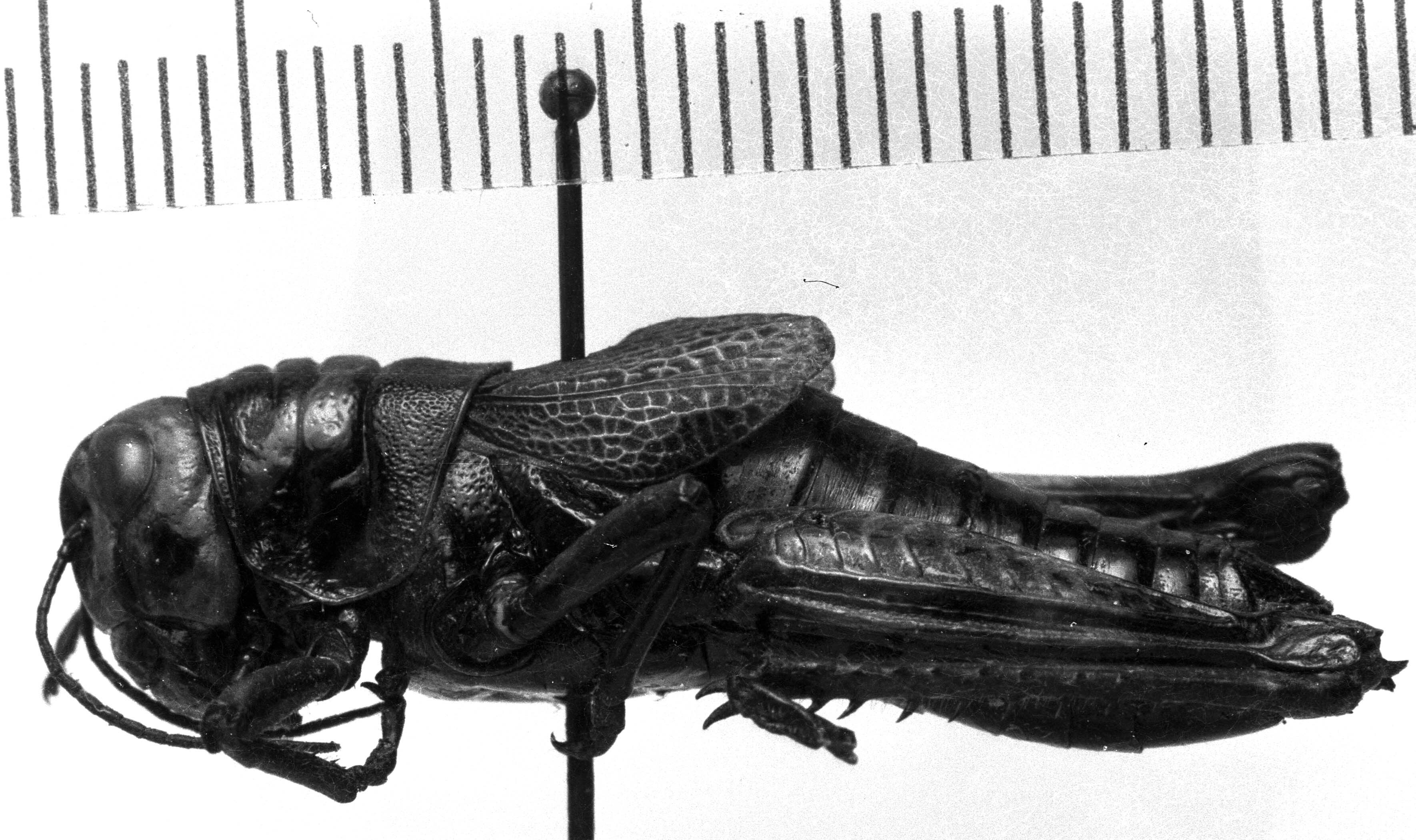 CollectionObject 1506290; bdefec8d-b0e0-480a-bc70-44f421189858: Image Carbonell, C.S. female, lateral view (syntype). (CollectionObject).