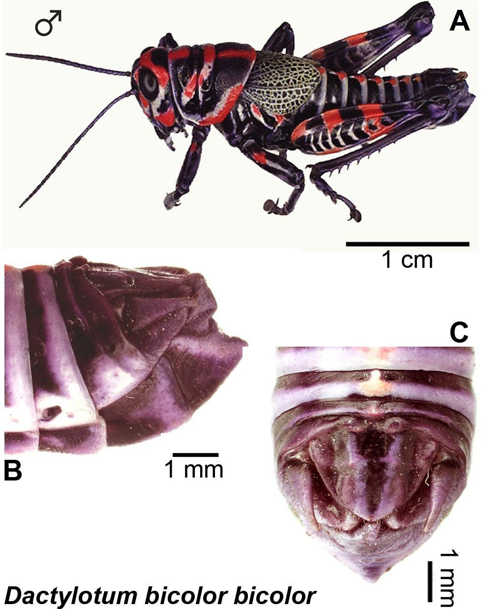 Dactylotum bicolor bicolor Charpentier, 1845: (Otu).