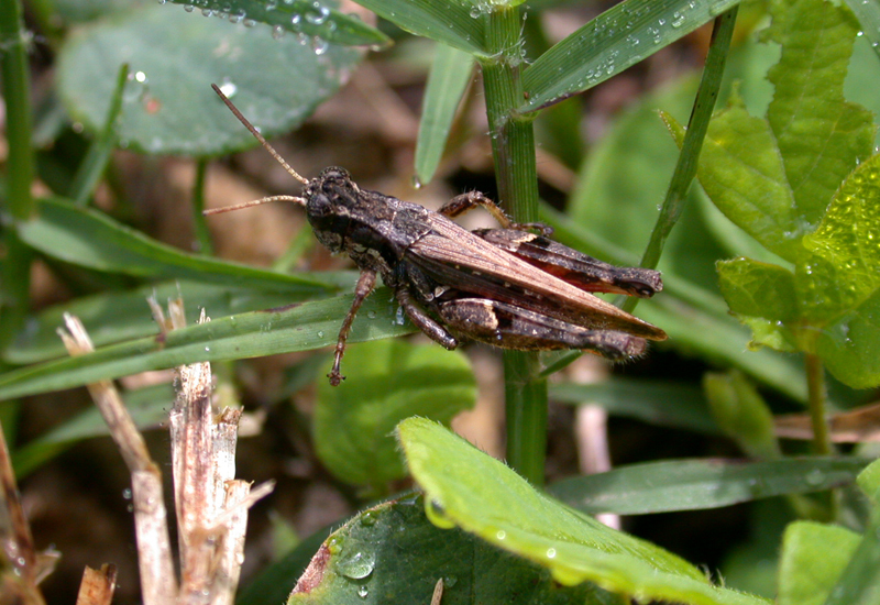 Baeacris pseudopunctulata (Ronderos, 1964): male, dorsal view. (Otu).