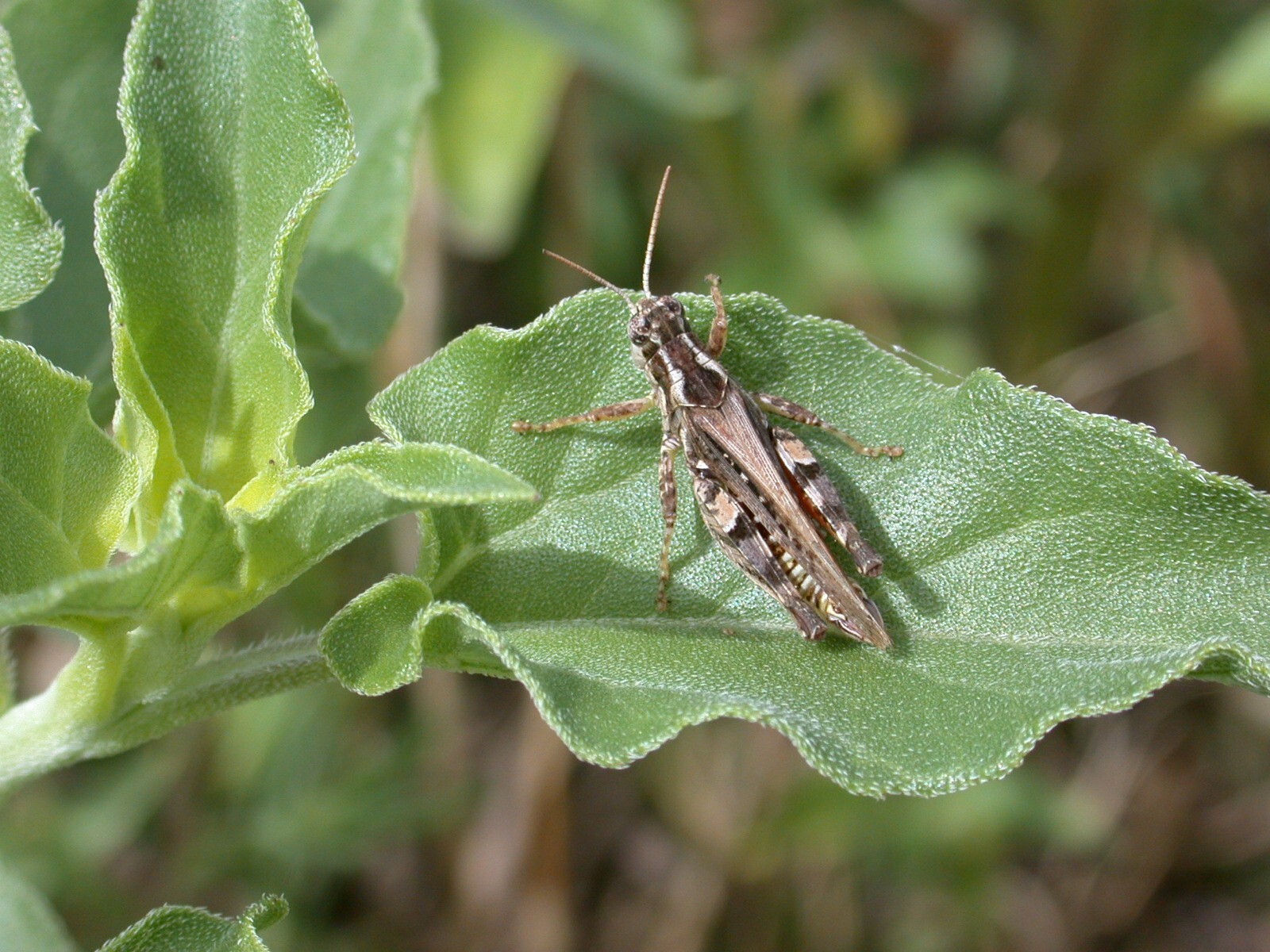 Baeacris punctulata (Thunberg, 1824): male (Argentina, Buenos Aires, Carhue). (Otu).