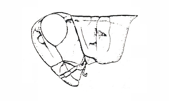 Baeacris tarijensis (Ronderos, 1979): Fig. 20B. male, head and pronotum, lateral view. (Otu).