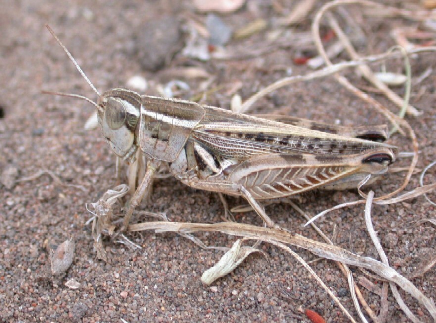 Dichroplus pratensis Bruner, 1900: female (Argentina, La Pampa, Carhue, 31/01/2004). (Otu).