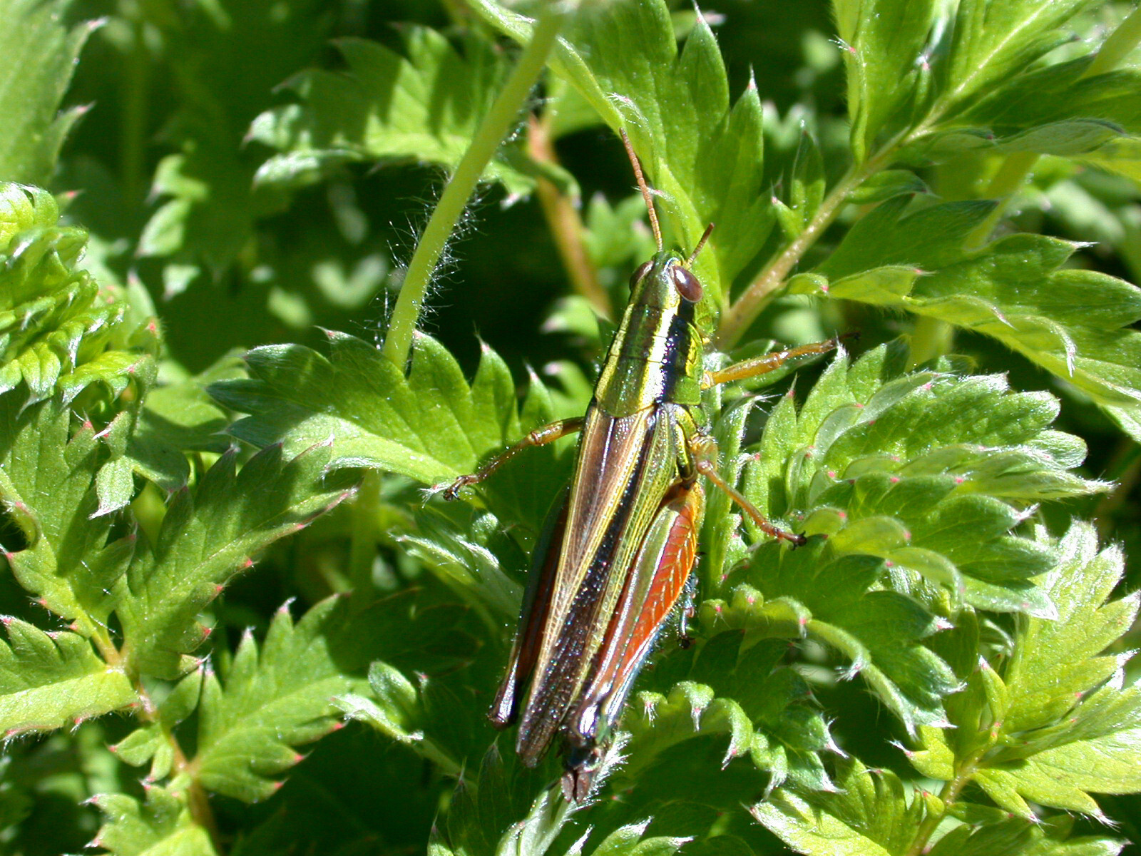 Dichroplus vittiger (Blanchard, 1851): Argentina, Rio Negro, Bariloche, Laguna Fantasma. (Otu).
