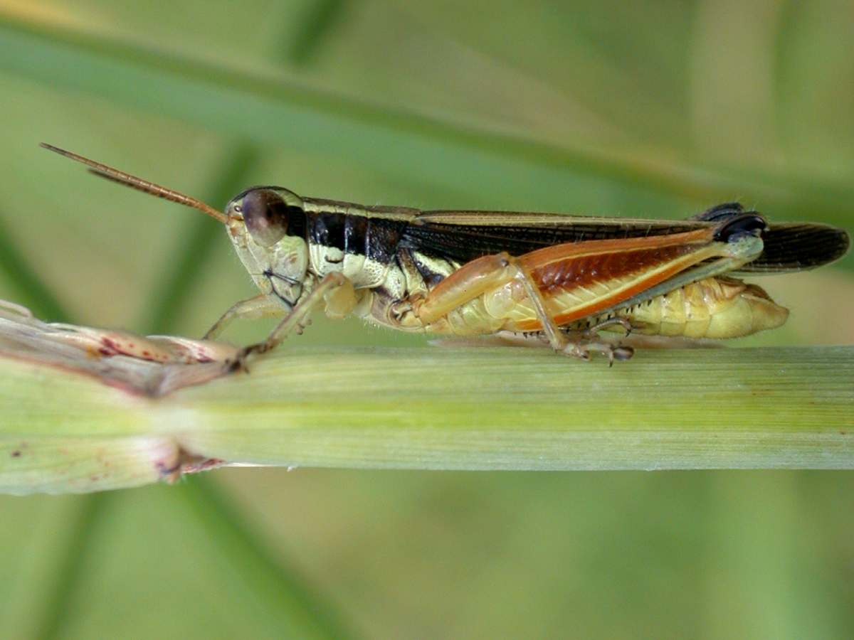 Dichroplus elongatus Giglio-Tos, 1894: male (Casbas, Buenos Aires, Argentina). (Otu).