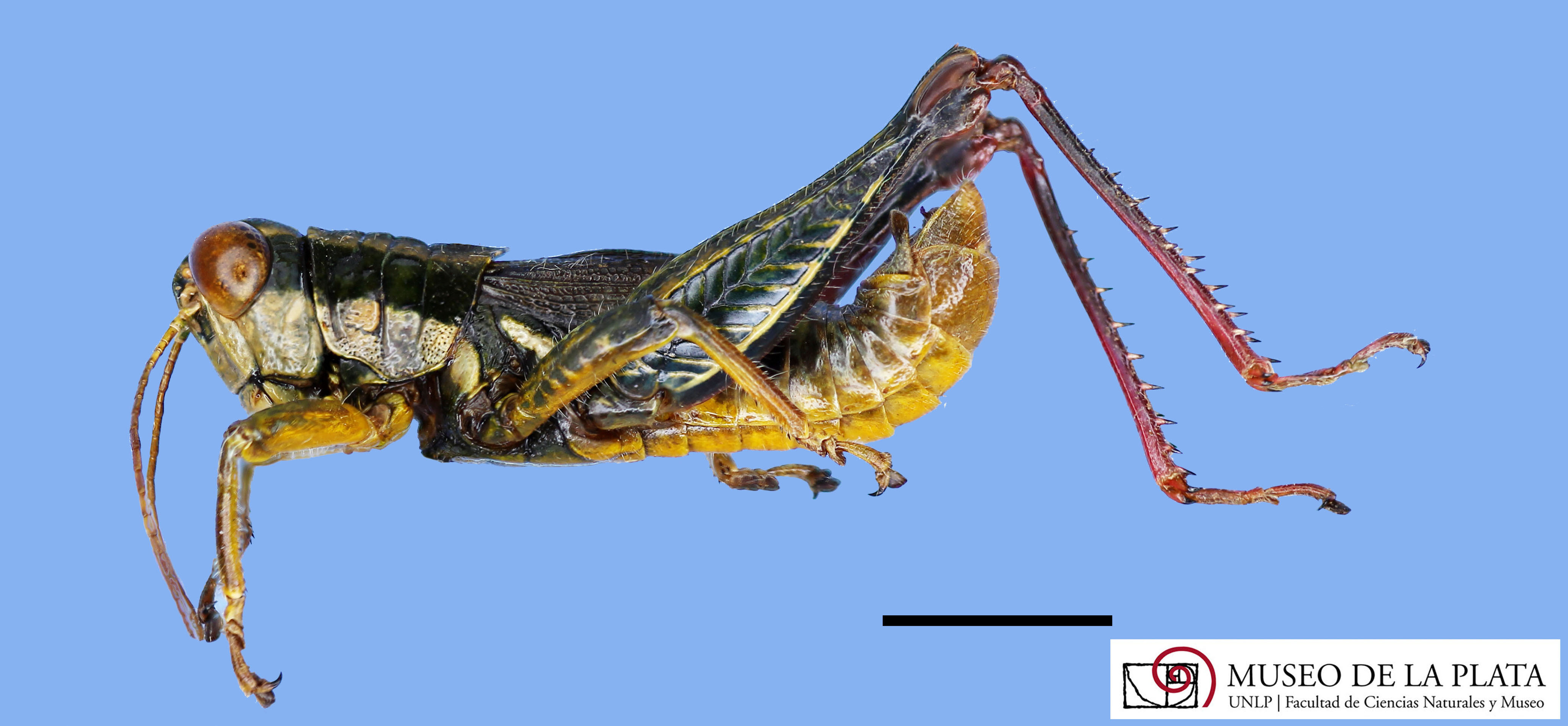 Ponderacris peruviana (Stål, 1878): male, lateral view. (Otu).