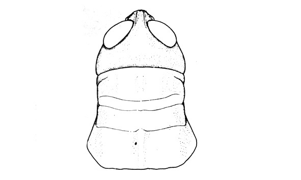 Chibchacris fernandezi Ronderos, 1979: Fig. 46. female, head and pronotum of female, dorsal view. (Otu).
