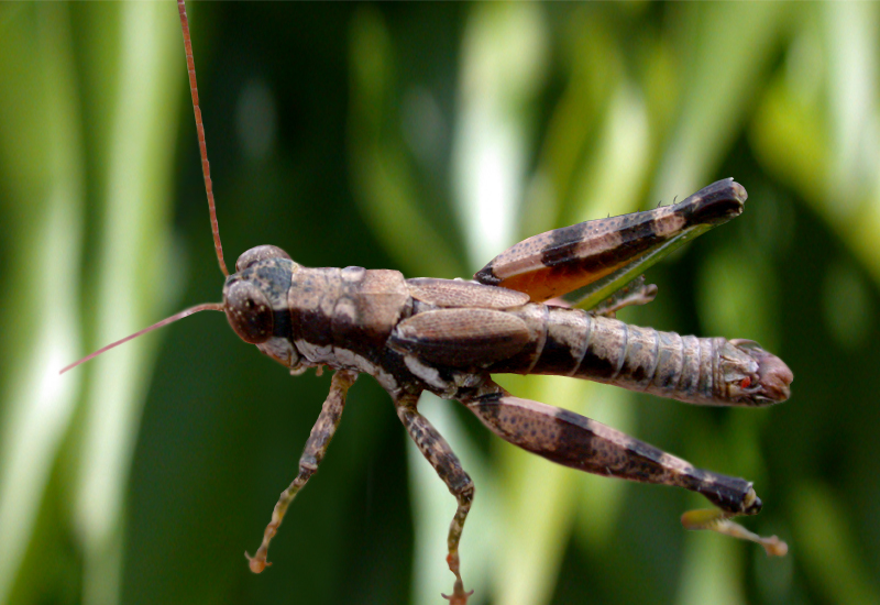 Mariacris viridipes Ronderos & Turk, 1989: male. (Otu).